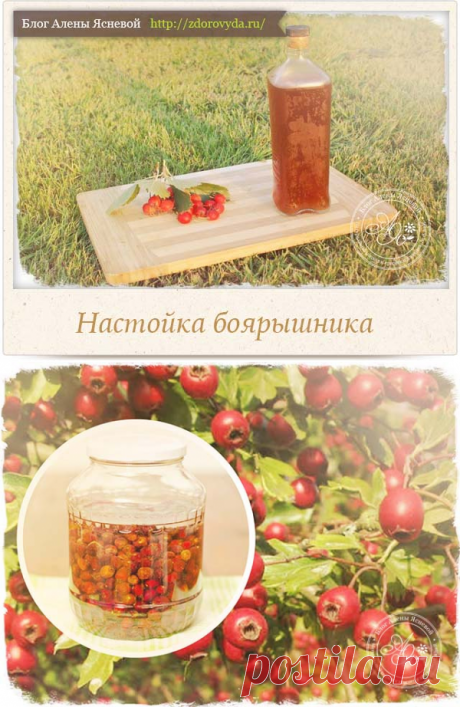 Настойка боярышника- бабушкино средство от 100 болезней!!!