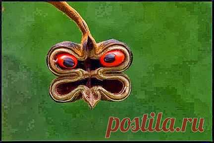 Самое интересное в мире: Сердитый стручок семени, или маска природы... - natali5357@mail.ru - Почта Mail.Ru