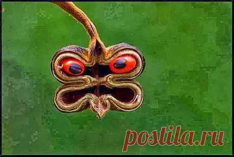 Самое интересное в мире: Сердитый стручок семени, или маска природы... - natali5357@mail.ru - Почта Mail.Ru