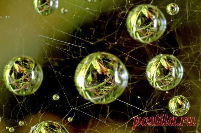Microscopic Science + Art = Wonders | Dusky's Wonders
