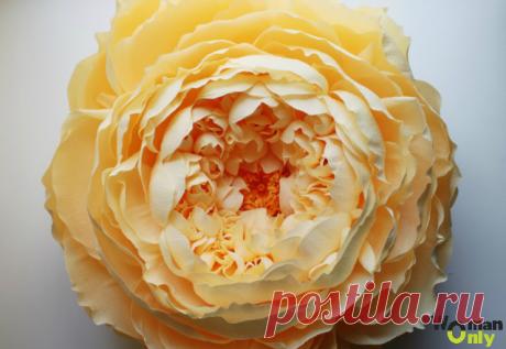 Гигантский цветок для фотосессии: мастер-класс с фото