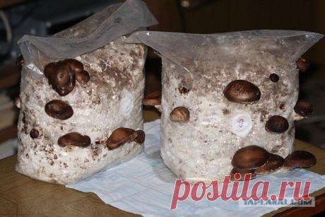 ЯПлакалъ
