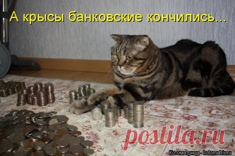 Котоматрица: Свежак