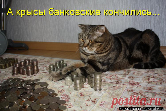 Котоматрица: Свежак