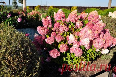 Гортензия – фото цветов гортензии в саду, на даче, с другими цветами на клумбе