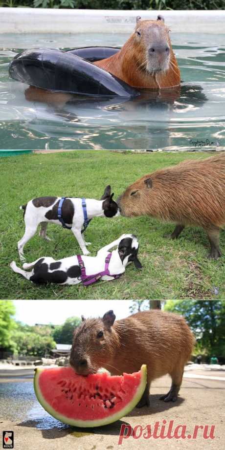 Капибары – просто прелесть | Fresher - Лучшее из Рунета за день