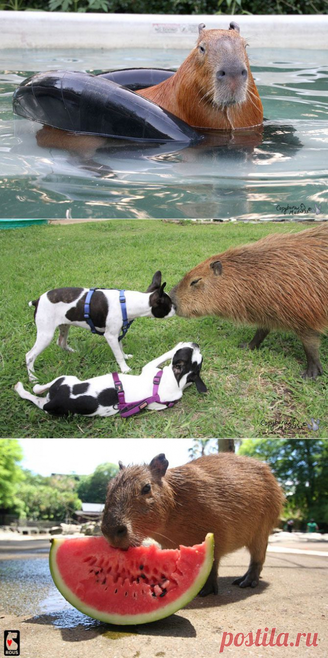 Капибары – просто прелесть | Fresher - Лучшее из Рунета за день