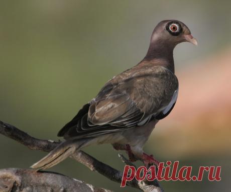 Сем. Голубиные (Columbidae)
Гологлазый голубь (Columba corensis)