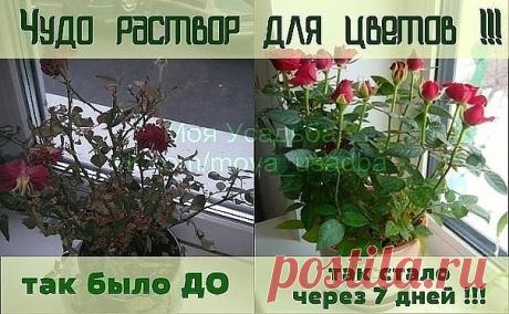 (15) Одноклассники