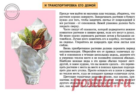 Школа Цветоводства | Цветы Растения