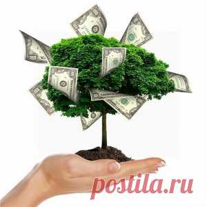 Денежный обряд на комнатный цветок.