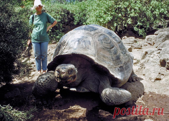 Секрет долголетия. Черепахи имеют встроенный механизм борьбы с раком | Популярная наука | Яндекс Дзен
