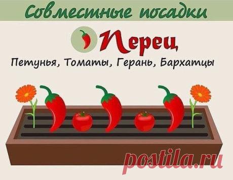 Моя дача