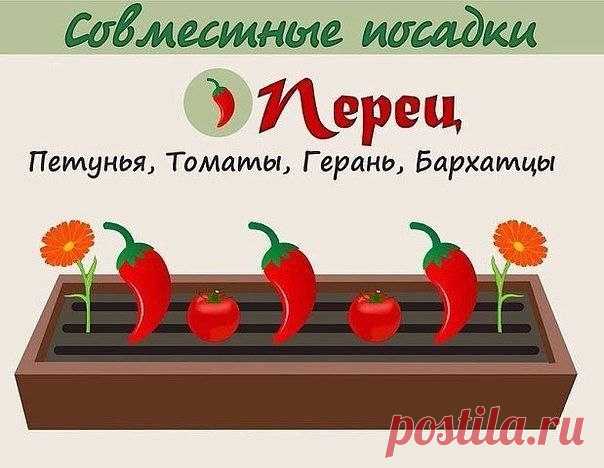 Моя дача