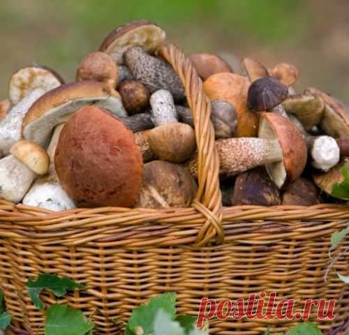Я из лесу вышел - и сразу к плите: вкуснейшие грибные рецепты