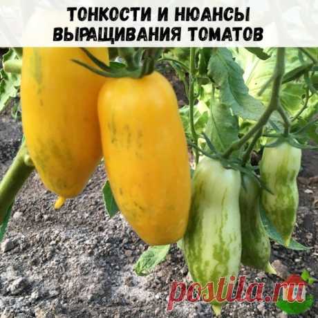Сотни тонкостей и нюансов с этими помидорами.

 Чтобы были красные в мае- июне, стоит сеять скороспелые и в январе- феврале.

 Чтобы сеять в январе или в феврале, надо обеспечить освещение. Значит нужны фитолампы. Хоть какие-то.

 Если фитолампы очень хорошие, профессиональные, можно сеять позже. В таком случает рассада растёт быстрее.

 Если рассада посеяна рано, надо обеспечить ей вместительный горшок. Желательно широкий на 1, а то и 1,5 литра, чтобы не случилась старени...