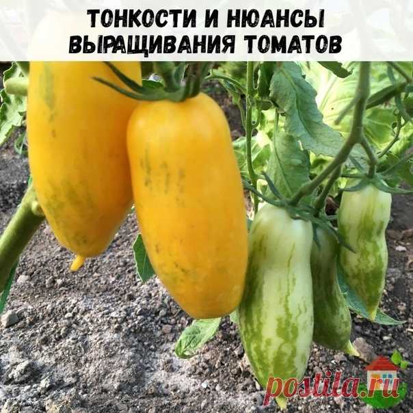 Сотни тонкостей и нюансов с этими помидорами.

 Чтобы были красные в мае- июне, стоит сеять скороспелые и в январе- феврале.

 Чтобы сеять в январе или в феврале, надо обеспечить освещение. Значит нужны фитолампы. Хоть какие-то.

 Если фитолампы очень хорошие, профессиональные, можно сеять позже. В таком случает рассада растёт быстрее.

 Если рассада посеяна рано, надо обеспечить ей вместительный горшок. Желательно широкий на 1, а то и 1,5 литра, чтобы не случилась старени...