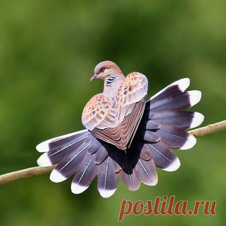 ГОЛУБЬ-ЛЮБВИ