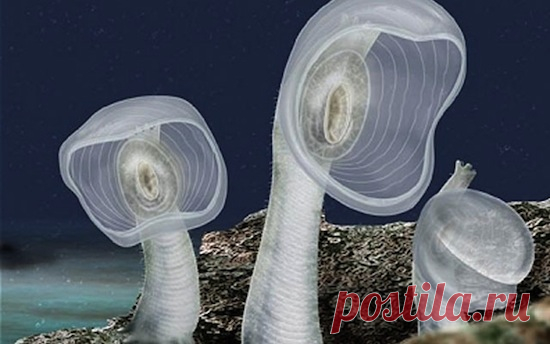 10 самых странных морских существ