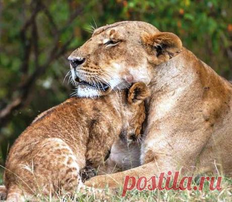 Как львиный прайд спасал львенка — мама кинулась на помощь. Остальные советовали. Все, как у людей!