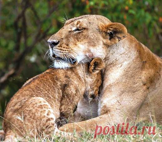 Как львиный прайд спасал львенка — мама кинулась на помощь. Остальные советовали. Все, как у людей!
