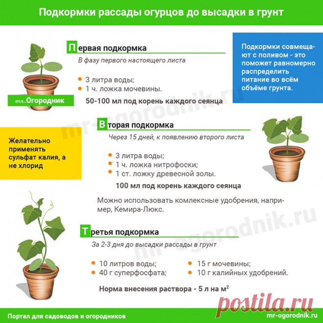 Подкормка рассады огурцов до высадки в грунт