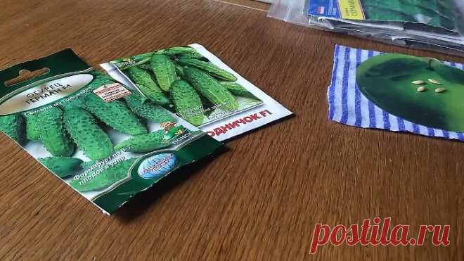Как вырастить рассаду огурцов за 3 дня.