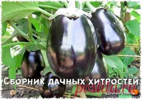 Сборник дачных хитростей

Под помидорку, когда высаживаю в грунт, кладу две-три свежих кильки. Растёт, как на дрожжах.

Огурчики. Можно сажать в скорлупу от яиц. Так же пробовала в лунки сыпать шелуху от семечек - и удобрение, и влагу держат хорошо.

Опилки забирают у почвы азот. Так что их используем только под зиму, весной все снимаем.

Викторию так же не мульчирую опилками, как многие. Гниют и болеют растения от неё.

Вместе с картошкой обильно сею белую горчицу. Когда ...