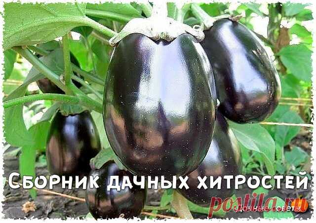 Сборник дачных хитростей

Под помидорку, когда высаживаю в грунт, кладу две-три свежих кильки. Растёт, как на дрожжах.

Огурчики. Можно сажать в скорлупу от яиц. Так же пробовала в лунки сыпать шелуху от семечек - и удобрение, и влагу держат хорошо.

Опилки забирают у почвы азот. Так что их используем только под зиму, весной все снимаем.

Викторию так же не мульчирую опилками, как многие. Гниют и болеют растения от неё.

Вместе с картошкой обильно сею белую горчицу. Когда ...