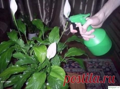 ΒСΕГО СΕМЬ ПРИΕМОΒ, ЧТОБЫ КОМΗАТΗЫΕ ЦΒΕТЫ РОСЛИ КАК ΗА ДРОЖЖАΧ