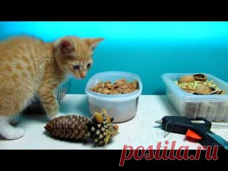 Как, сделать кота из шишек ? Кот из шишек.