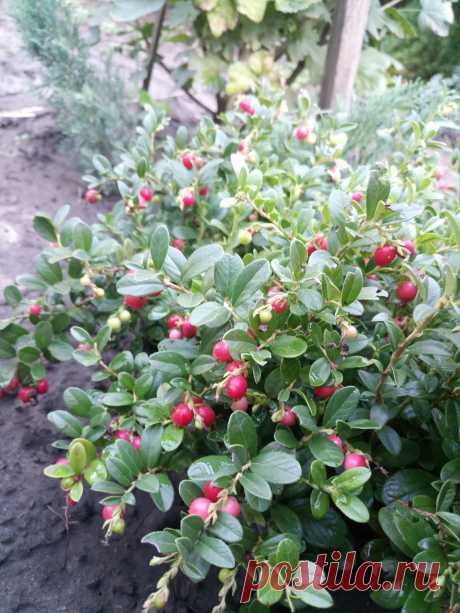 Брусника обыкновенная (Vaccinium vitis-idaea)