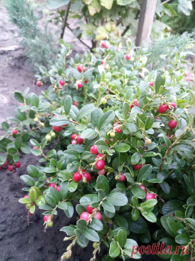 Брусника обыкновенная (Vaccinium vitis-idaea)