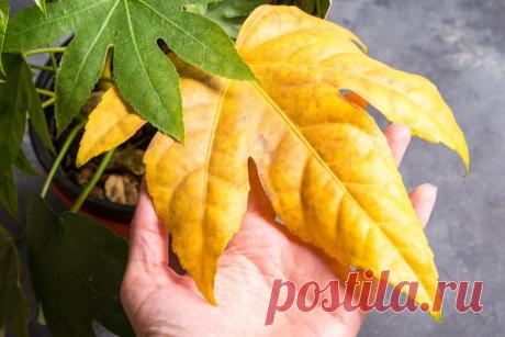 Почему желтеют комнатные цветы, а их листья покрываются пятнами и сохнут?