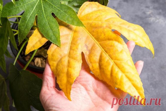 Почему желтеют комнатные цветы, а их листья покрываются пятнами и сохнут?