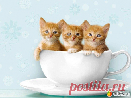 Венецианский кот | KotoMail.ru