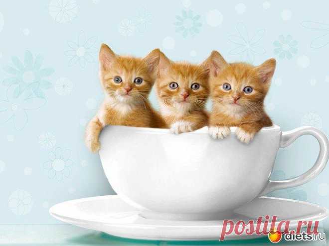 Венецианский кот | KotoMail.ru