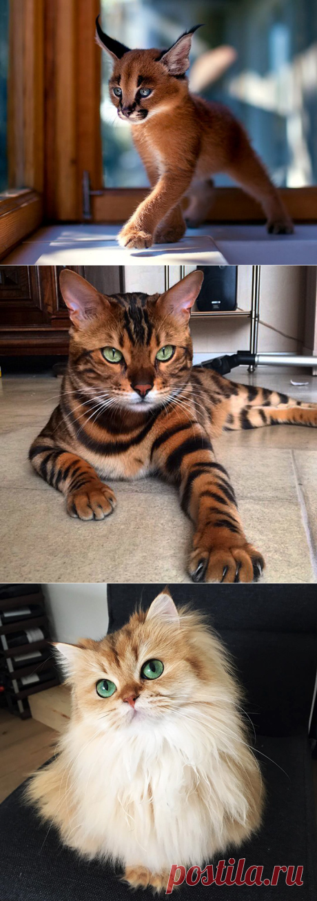 Кошачий бомонд во всей красе