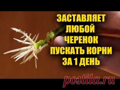 Самый простой способ укоренить любой черенок! Черенкование любых черенков от роз до винограда!