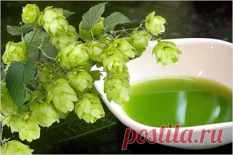 Шишки хмеля. Лечебные полезные свойства. Применение. Противопоказания | Блог Ирины Зайцевой