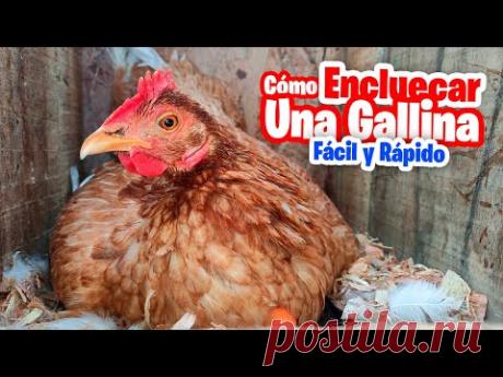 Cómo Encluecar Cualquier Gallina Super FACIL