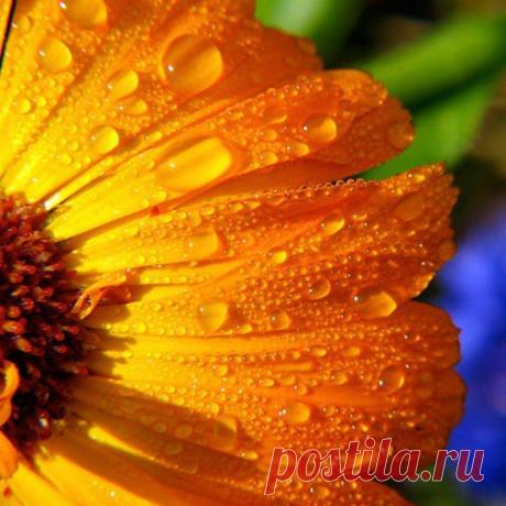 И никаких шрамов! | Друг пенсионера