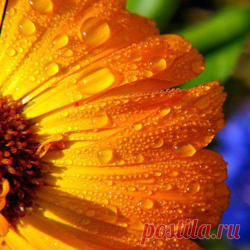 И никаких шрамов! | Друг пенсионера