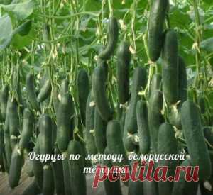 Сажаю огурцы по методу белорусской тётушки. Урожай бомба!