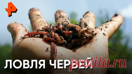 Рыбаки, ловите лайфхак! Если создать вибрацию в земле, то черви сами вылезут на поверхность, думая, что пошел дождь. | РЕН ТВ телеканал-блокбастер | Дзен