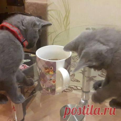 Silver Rain - чай, кофе, потанцуем? 🙄 а ваши...