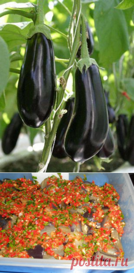 Квашенные баклажаны без хлопот-2рецепта