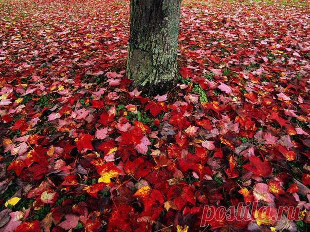 КЛЁН.КЛЕНОВЫЙ ЛИСТ.КЛЕНОВЫЙ СИРОП. - Познавательный сайт ,,1000 мелочей