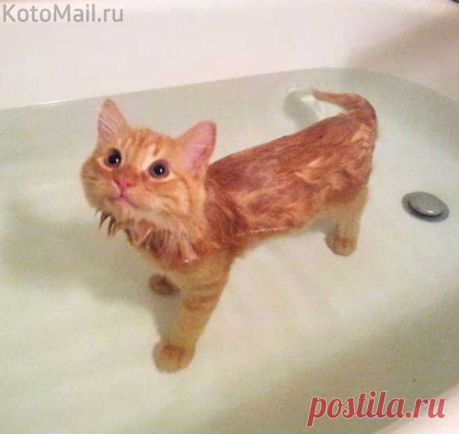 Что здесь рыба не водится?!