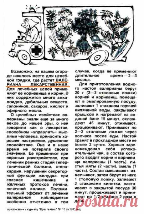 Корень валерианы